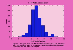 Foot width distribution